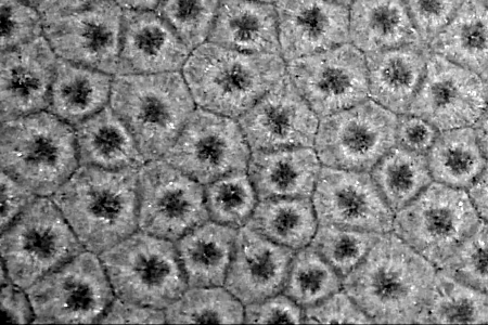 Bénard cells